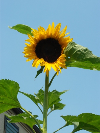 sunflower.JPG