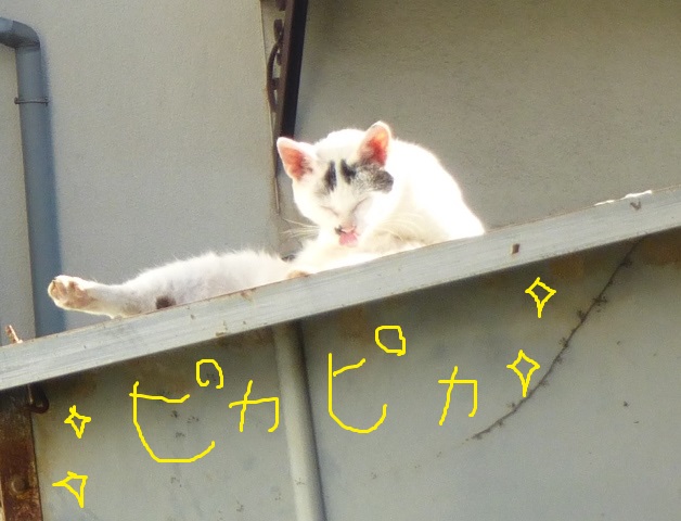 P1030612 - コピー.JPG
