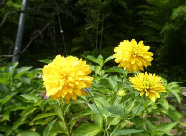 野口さんの山行報告　第117号